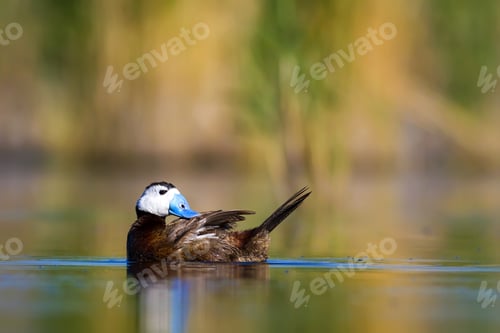 Preview: Swimming Duck. Colorful Nature Background. Bird: White Headed Duck. Oxyura Leucocephala. Ankara