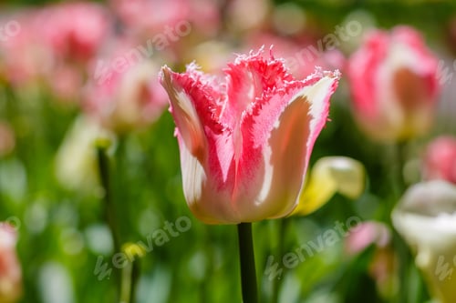 Preview: Spring Blooming Tulip Flowrs Blossom Scene. Tulips In Spring Blooming Garden. Tulip Festival In