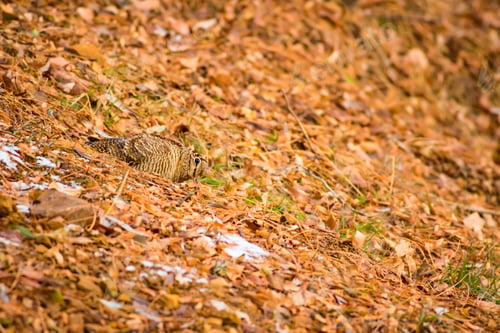 Preview: Woodcock, Snow And Dry Leaves. Yellow Nature Background.