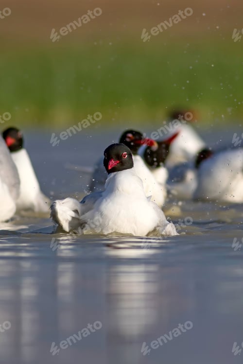 Preview: White Gulls. Blue Green Nature Background. Bird: Mediterranean Gull. Ichthyaetus Melanocephalus.