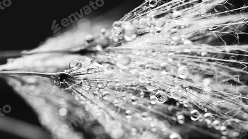Preview: Black And White Dandelion Seeds With Water Drops On Natural Background