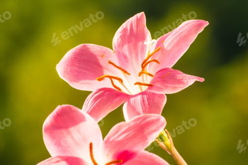 Preview: Decorative Pink Flower Rain Lily (Zephyranthes Grandiflora) On Blurred Background Closeup