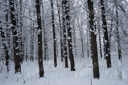 Preview: Snowing Landscape In The Park