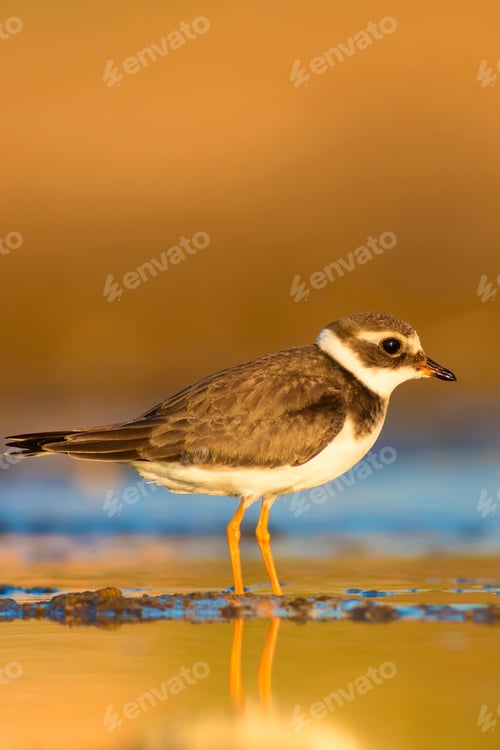 Preview: Cute Little Bird. Yellow Sand Background. Bird: Common Ringed Plover. Charadrius Hiaticula.