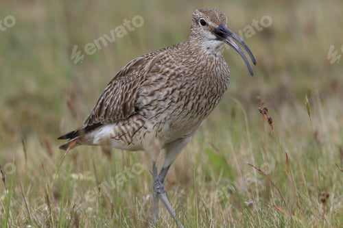 Preview: Whimbrel (Numenius Phaeopus) Iceland