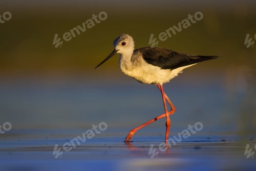 Preview: Water Bird. Colorful Nature Background. Bird: Black Winged Stilt. Himantopus Himantopus.