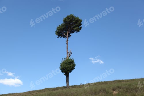 Preview: African Lanscape - Madagascar - One Big Green Tree And Grass On A Sunny Day With Blue Sky