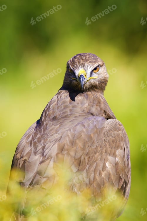 Preview: Bird Of Prey. Buzzard Portrait. Green Nature Background.