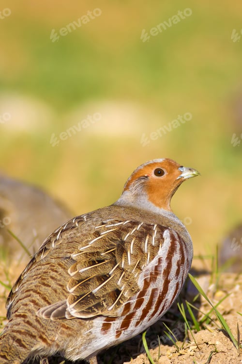 Preview: Wild Bird Partridge. Warm Colors Nature Background. Grey Partridge / Perdix Perdix