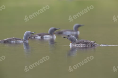 Preview: Red-Throated Loon (North America) Or Red-Throated Diver (Britain And Ireland) Iceland