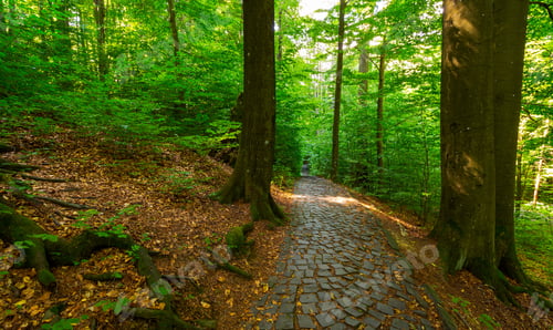 Preview: Cobble Stone Path Through Forest. Lovely Nature Scenery With Tall Trees And Green Foliage