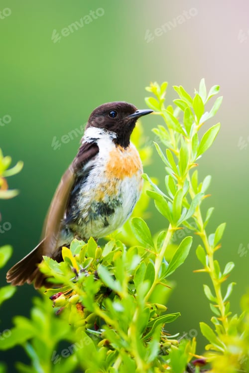 Preview: Cute Little Bird On Branch. Green Nature Background. Bird: European Stonechat. Saxicola Rubicola.