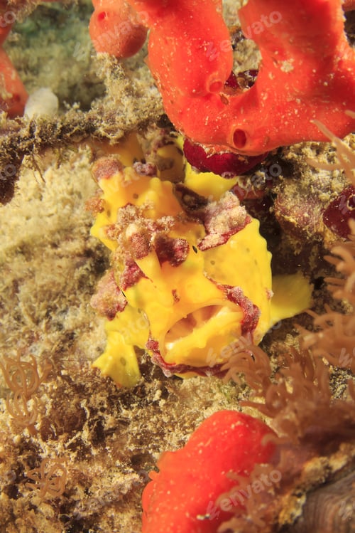 Preview: Clown Frogfish (Anglerfish)