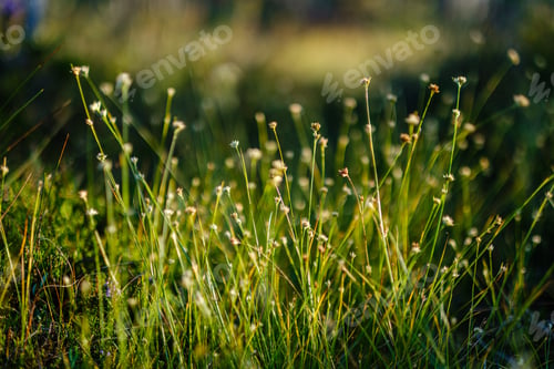 Preview: Blooming Plants In The Summer Forest On Green Blur Background. Decorative Abstract With Flowers