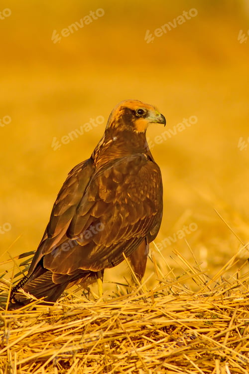 Preview: Wild Bird. Yellow Nature Background. Bird: Western Marsh Harrier. Circus Aeruginosus.