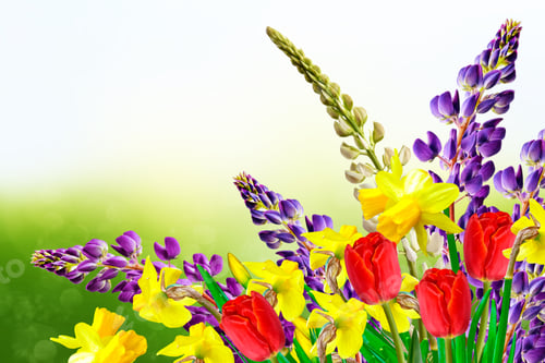 Preview: Bright And Colorful Spring Flowers Daffodils And Tulips