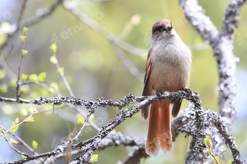 Preview: Siberian Jay Sweden