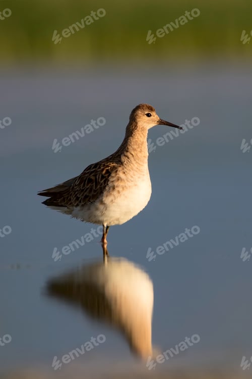 Preview: Water Bird. Natural Habitat Background. Salt Lake Konya Turkey.