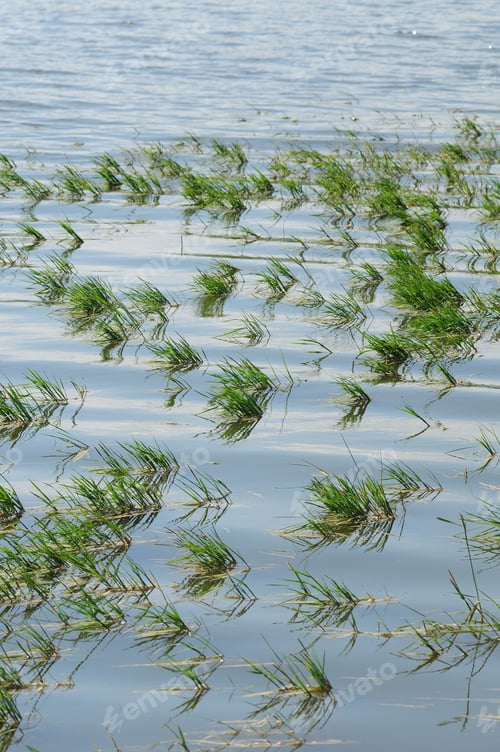 Preview: Aquatic Plants On The Lake Surface