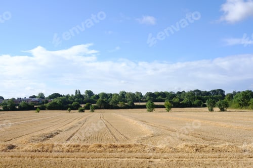 Preview: Rows Of Straw In A Harvested Crop Field During The Uk Summer Heatwave 2018