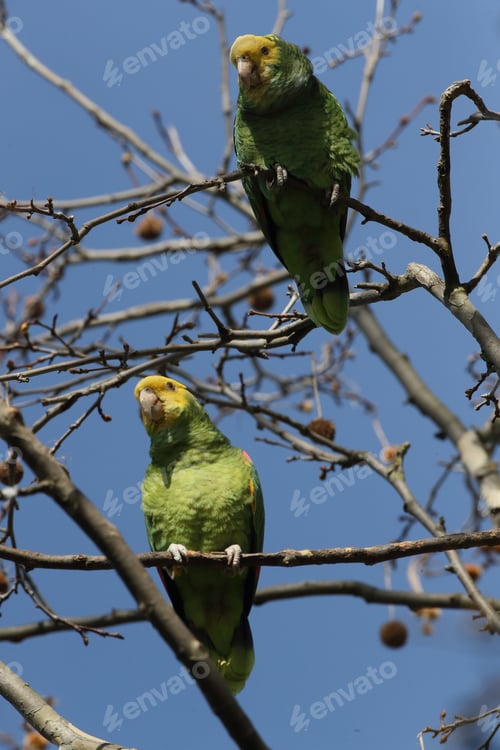 Preview: Yellow-Headed Amazon (Amazona Oratrix), Rosenstein Park, Stuttgart, Baden-Wuerttemberg