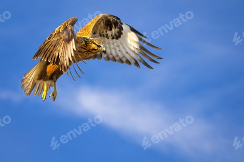 Preview: Bird Of Prey. Flying Buzzard. White Clouds And Blue Sky Background. Bird: Long Legged Buzzard