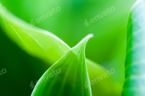 Preview: Green, Abstract Composition With Leaf Texture And Soft Focus