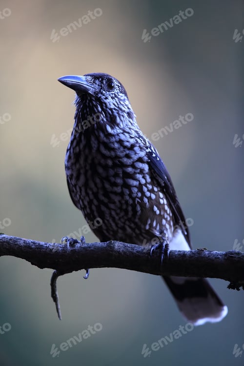 Preview: Spotted Nutcracker, Eurasian Nutcracker Black Forest Germany