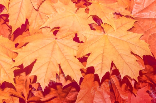 Preview: Autumn Landscape With Bright Colorful Leaves. Indian Summer. Maple