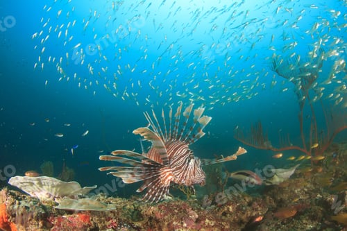 Preview: Lionfish
