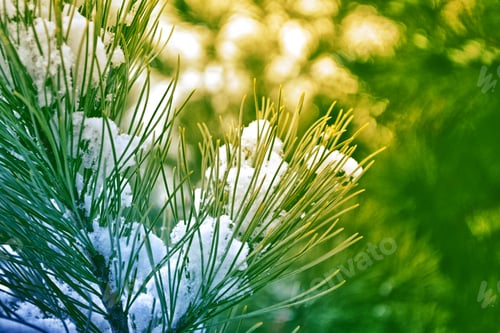 Preview: Frozen Winter Forest With Snow Covered Trees.