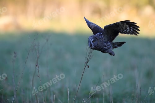 Preview: Great Grey Owl (Strix Nebulosa) Sweden
