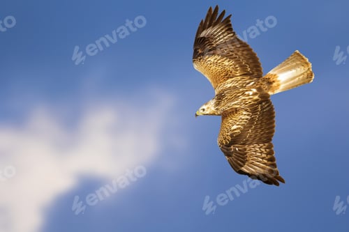 Preview: Bird Of Prey. Isolated Bird. Blue Sky Background. Long Legged Buzzard. Buteo Rufinus.