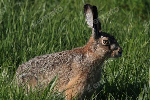Preview: European Brown Hare (Lepus Europaeus)