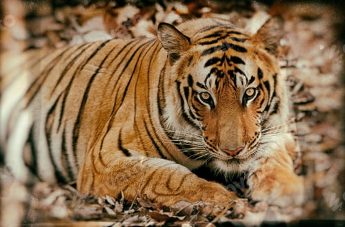 Preview: Vintage Style Image Of A Large Male Bengal Tiger In Bandhavgarh National Park, India
