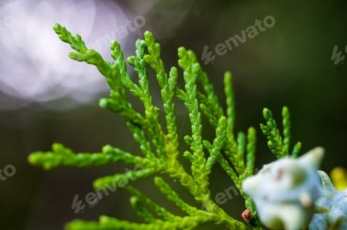 Preview: Incense Cedar Tree Calocedrus Decurrens Branch Close Up.
