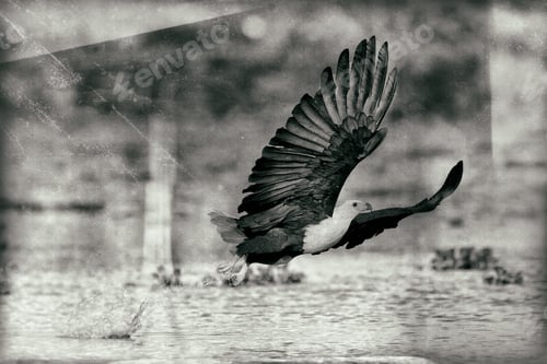 Preview: Vintage Style Black And White Image Of An African Fish Eagle, Naivasha Lake National Park, Kenya
