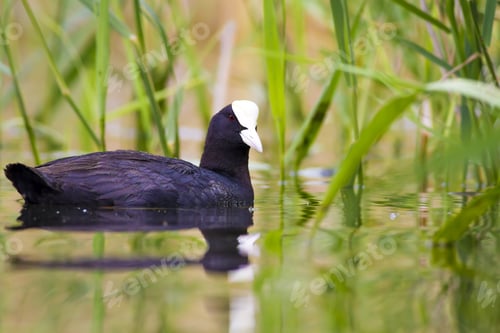 Preview: Common Water Bird. Green Water Habitat Background. Bird: Eurasian Coot. Fulica Atra.