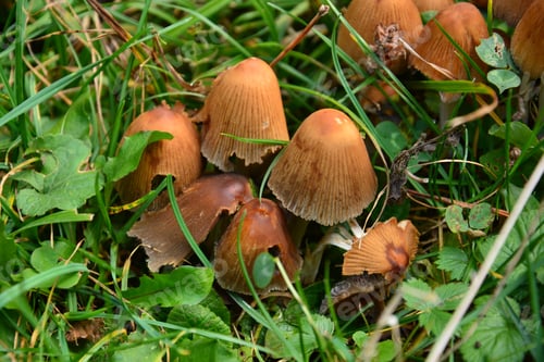 Preview: Forest Mushroom In Natural Habitat