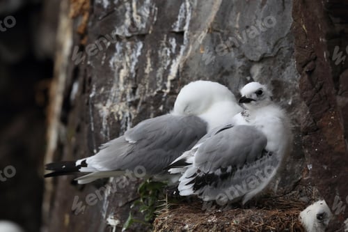 Preview: Black-Legged Kittiwake (Rissa Tridactyla) , Iceland, Polar Regions