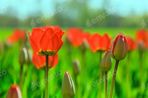 Preview: The Buds Of Red Tulips In Spring Garden. Blossoming Tulips