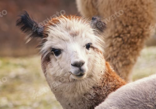 Preview: Herd Of Alpacas. Alpaca Portrait.