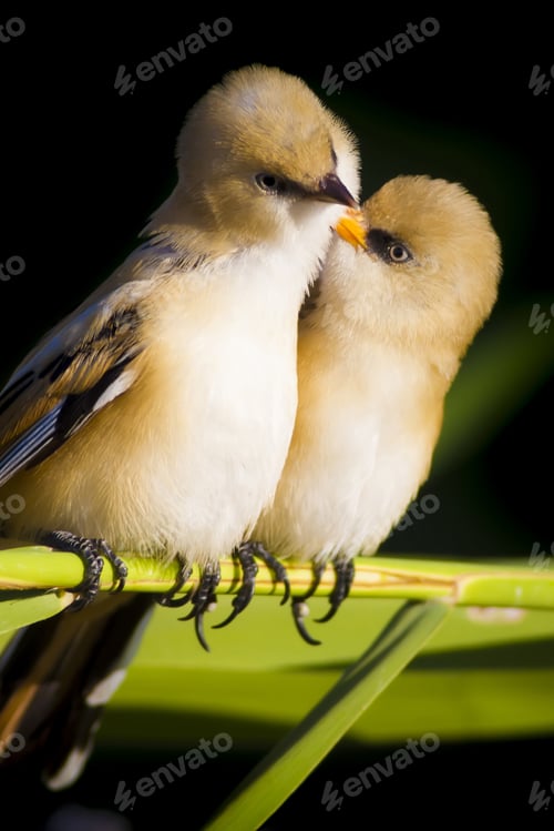 Preview: Romantic Birds. Black Nature Background. Bearded Reedling / Panurus Biarmicus