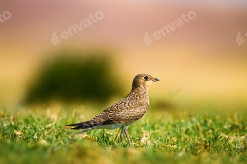 Preview: Cute Bird. Collared Pratincole / Glareola Pratincola