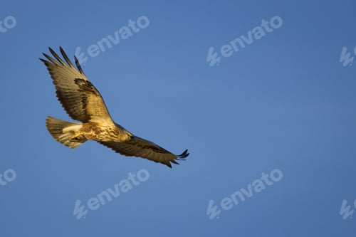 Preview: Bird Of Prey. Flying Buzzard. Blue Sky Background. Bird: Long Legged Buzzard. Buteo Rufinus.