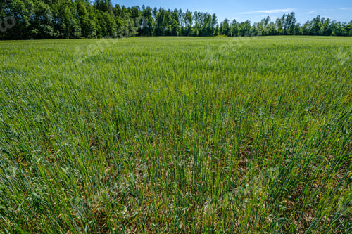 Preview: Endless Fields Of Crop Ready For Harvest In Countryside. Sunny Summer Evening
