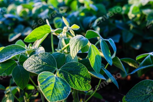Preview: Green Ripening Soybean Field, Agricultural Landscape In Sunny Day