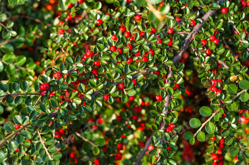 Preview: Clusters Of Red Berries Of A Cotoneaster Horizontalis Decne. Illuminated By Soft Evening Sunlight