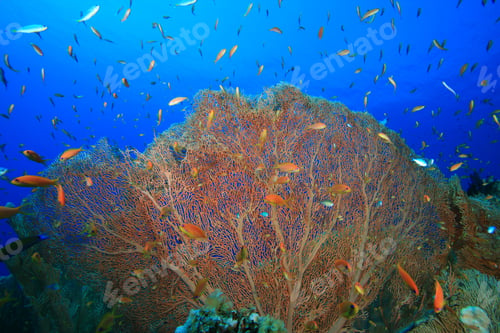 Preview: Giant Sea Fan Corals (Annella Mollis) Also Known As Gorgonian Fans