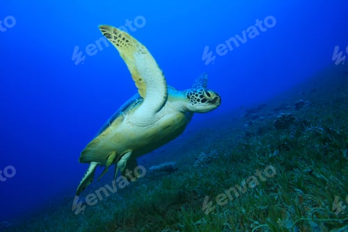 Preview: Green Turtle (Chelonia Mydas)